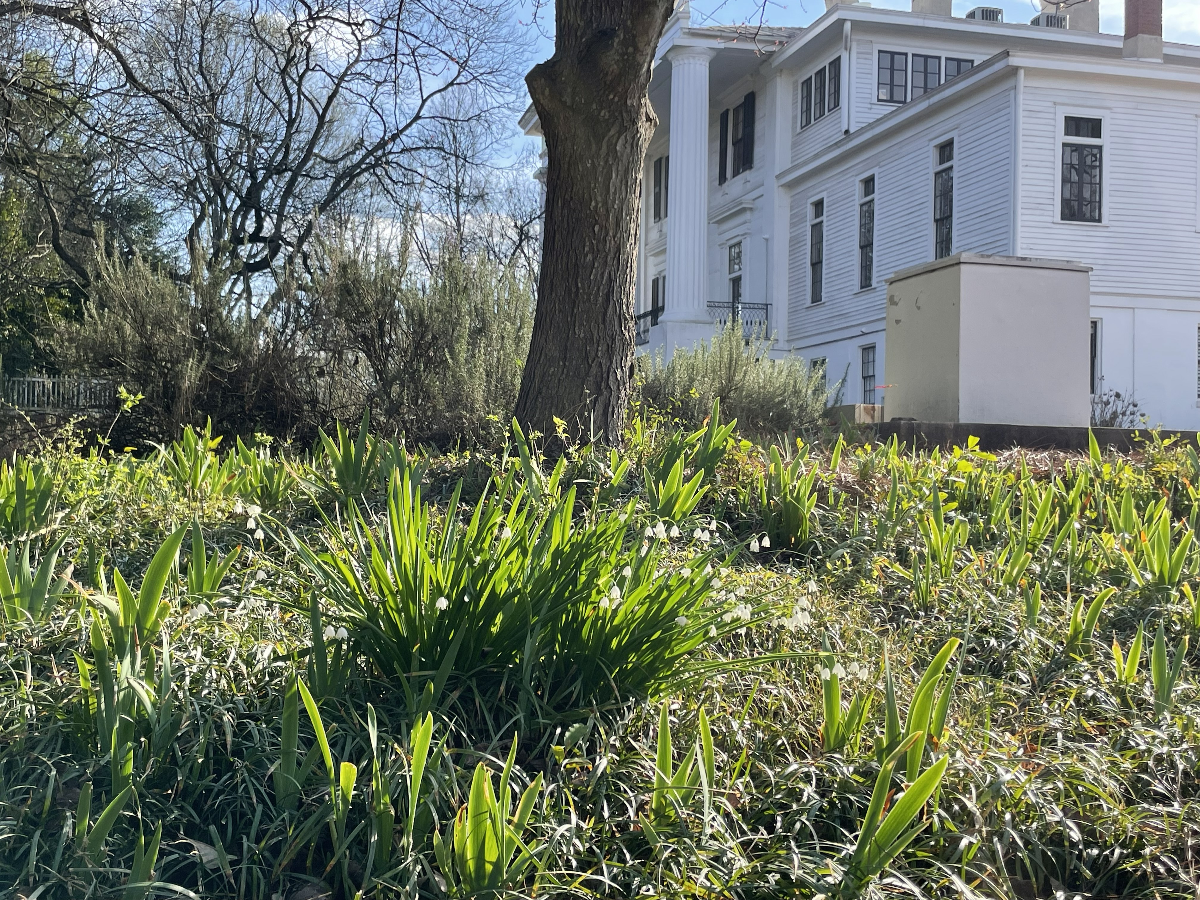 Spring bulbs blooming on the grounds of Taylor-Grady House with the fallen wellhouse and historic house visible through mature oak trees